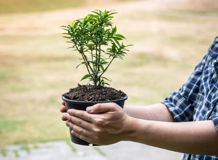 Mann hält Pflanzentopf
